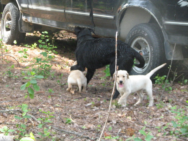Amber Pups